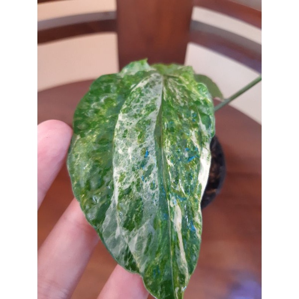 amydrium varigata zipilium