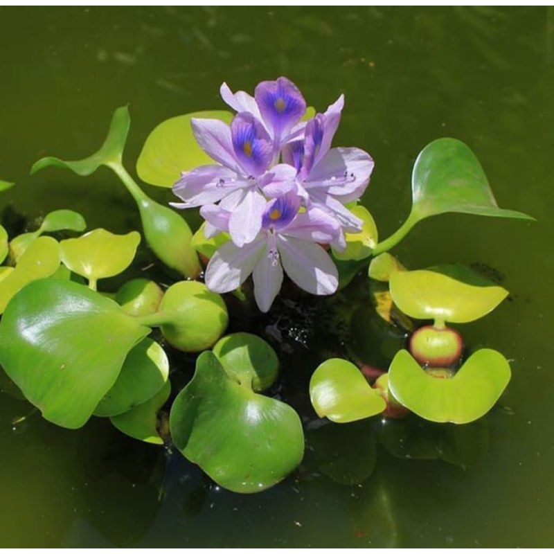 tanaman air eceng gondok - eceng gondok - tanaman air