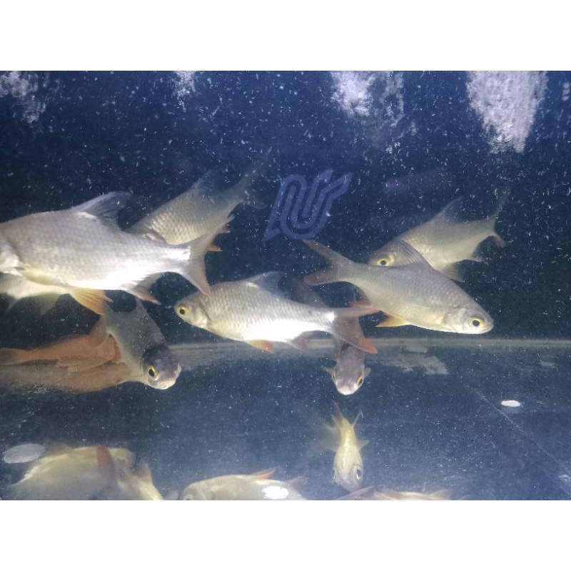 Ikan hias pemakan lumut,kaviat bangkok