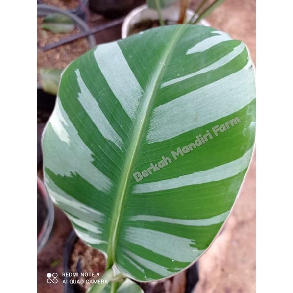 bibit tanaman pisang varigata