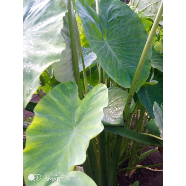 Jual daun dan batang talas Bogor untuk di sayur Shopee Indonesia