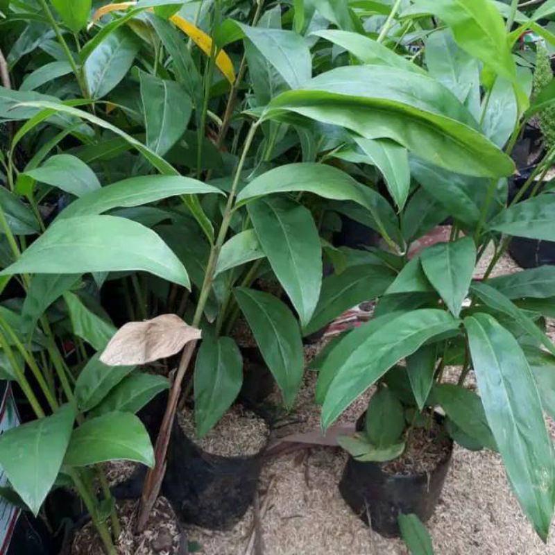 Bibit lengkuas/laos putih laos rempah