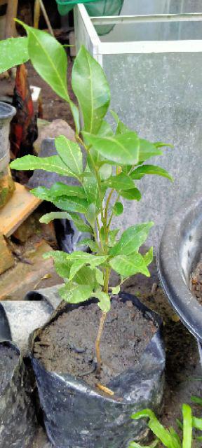 Diskon Bibit Tanaman Buah Persik