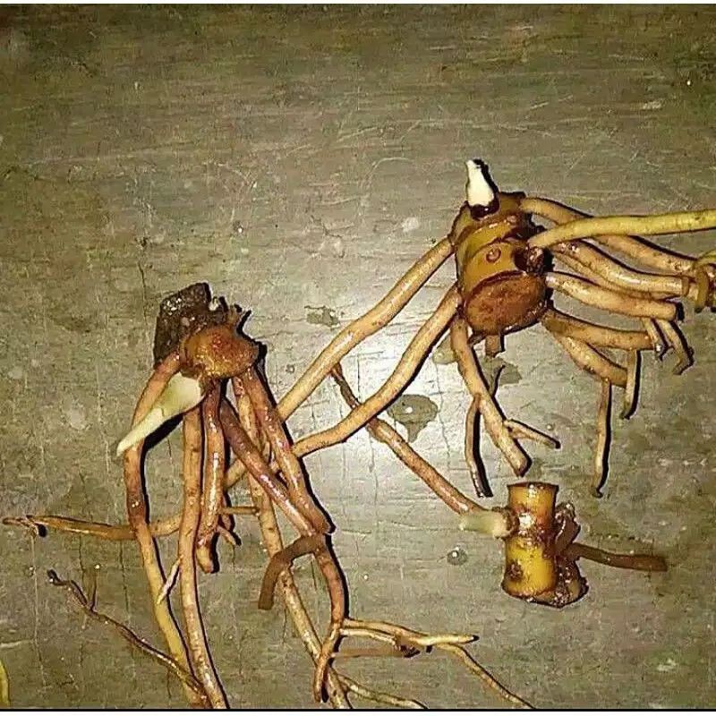 murah Paket 3 Tunas Bonggol aglonema suksom - tricolor - goliath