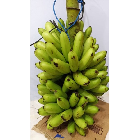 

PISANG MAS