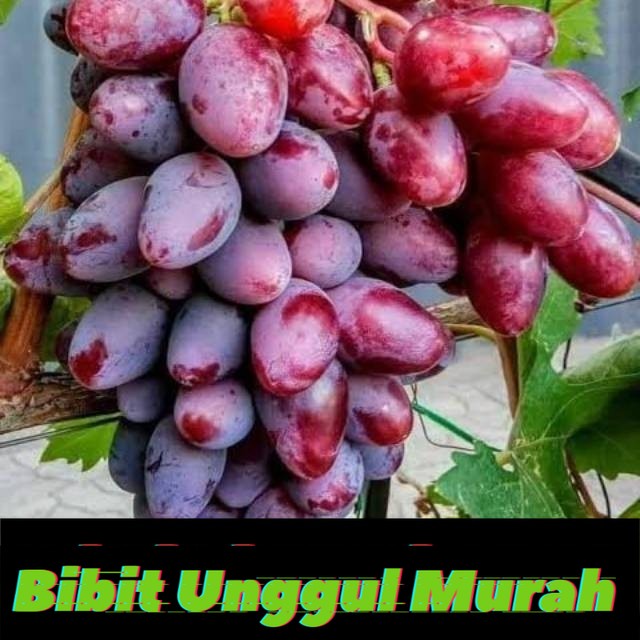 Bibit anggur import baikonur new hasil grafting