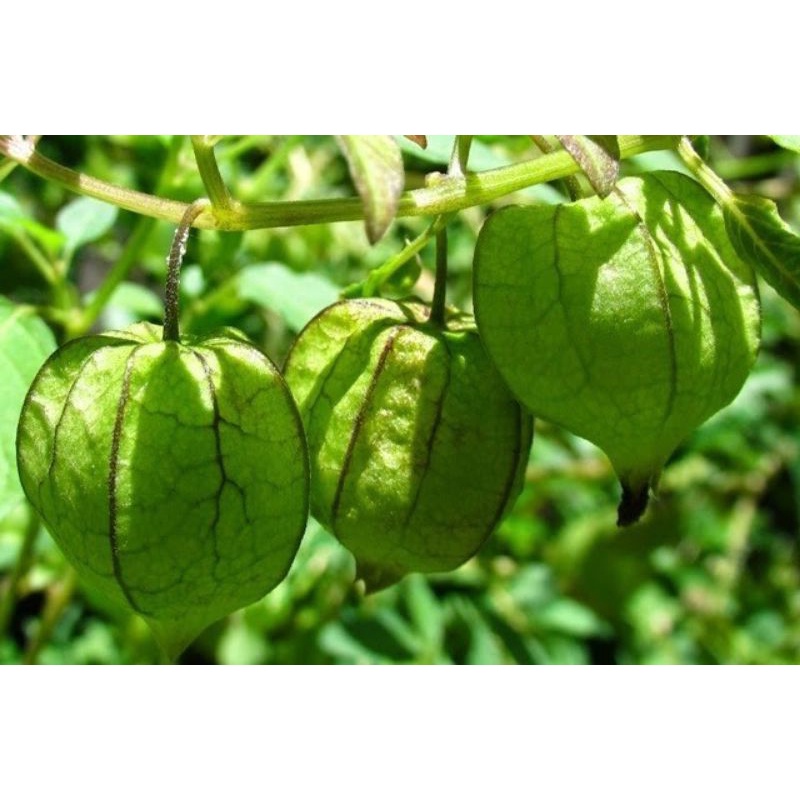 

CIPLUKAN / CECENET PER 250gr