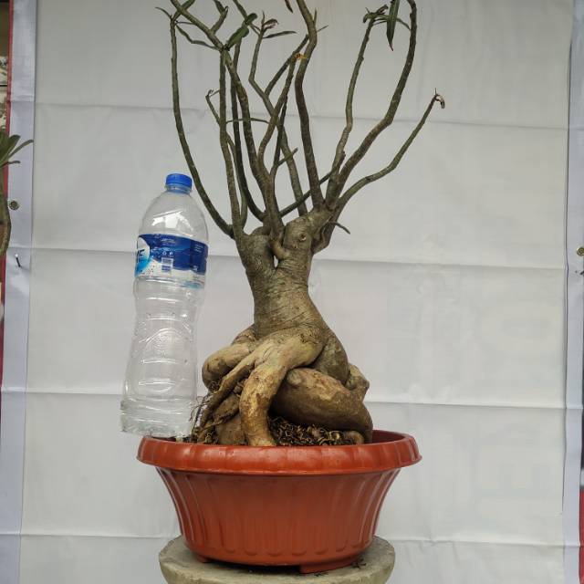 Adenium bonsai adenium bonggol besar