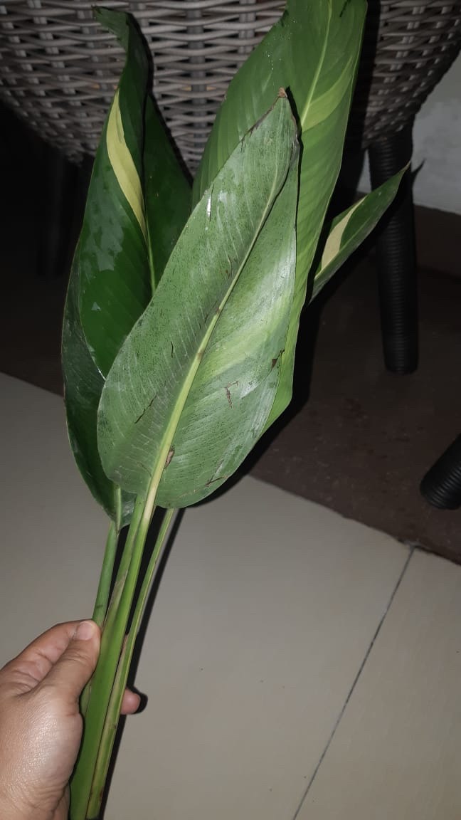 Tanaman Hias Heliconia Varigata - Pisang Pisangan Varigata