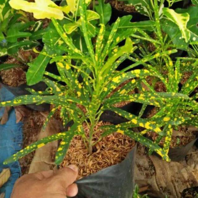 Tanaman hias Puring teri / Pohon Puring teri