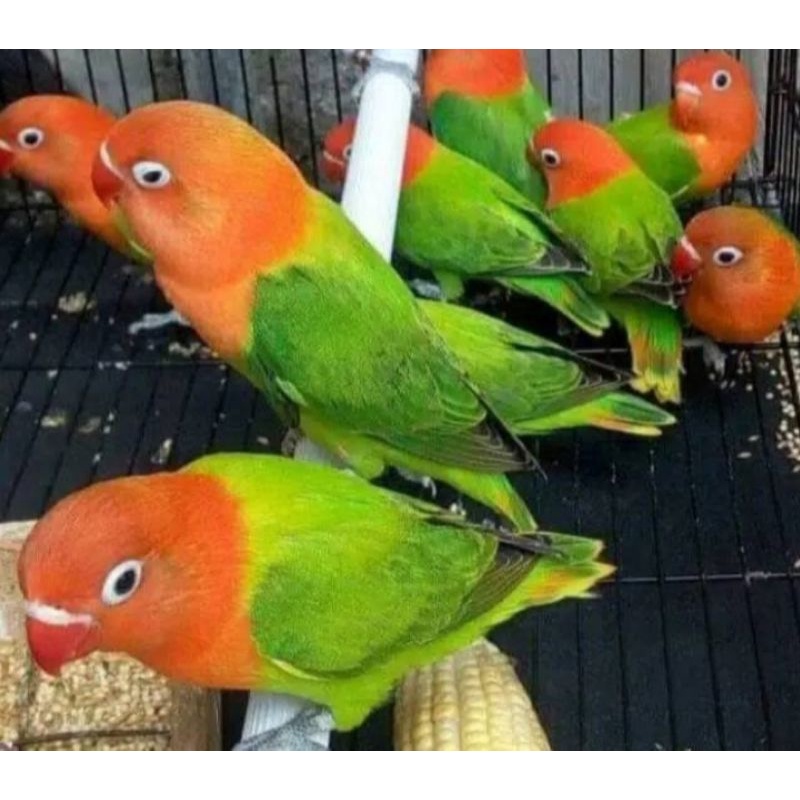 Lovebird biola green betina/jantan