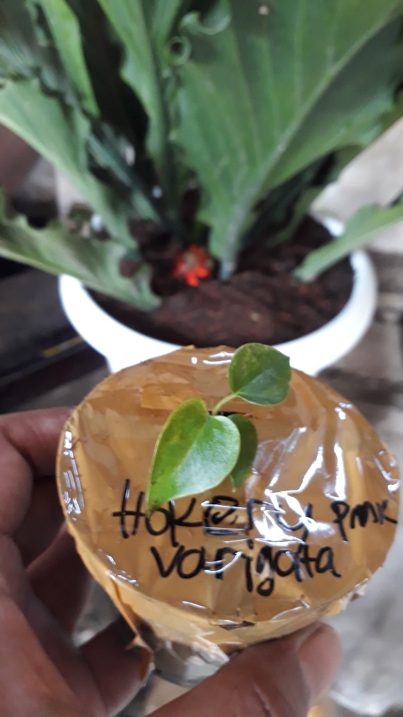 Bibit Anturium Jemani Mangkok Tornado