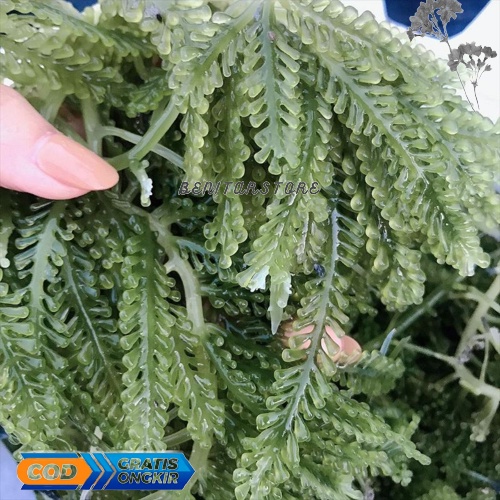 

Anggur Laut Sea Grapes Lawi-Lawi Bulung Boni Healthy Food Untuk Kecantikan Dan Kesehatan