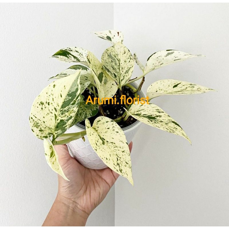 Tanaman Hias Epipremnum Marble Variegated / Marble Queen Variegata / Sirih Varigata