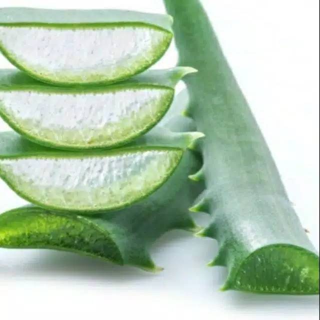 Herbal Alami Pelepah Lidah Buaya aloevera /pelepah lidah buaya