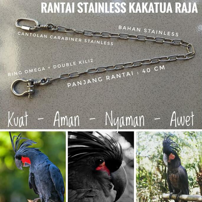 Harga Kakatua Raja Terbaik Februari 2020 Shopee Indonesia