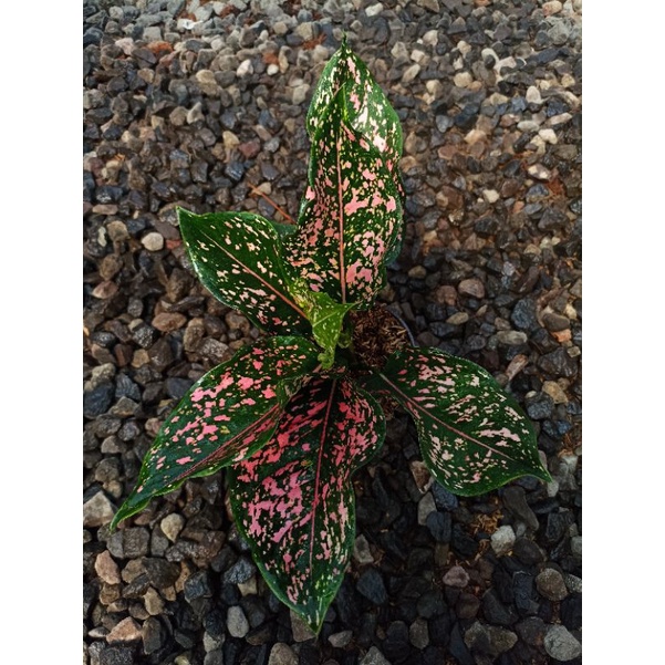 aglonema pink dalmation remaja