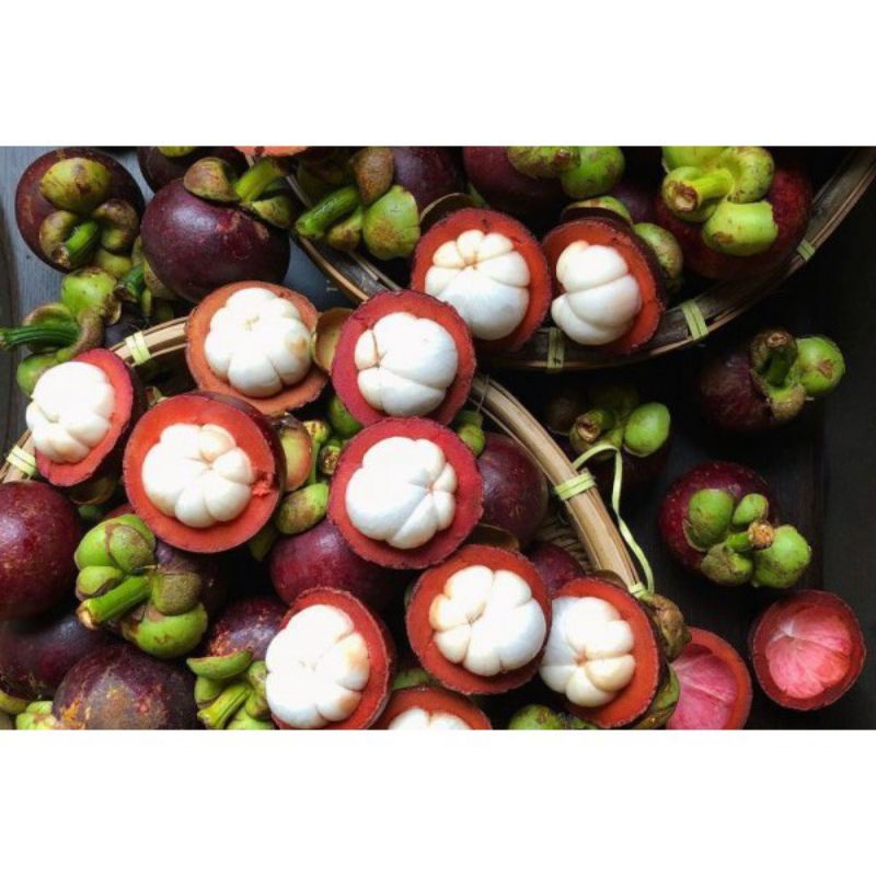 

Buah Manggis Matang Manggis Segar Asli Pangandaran