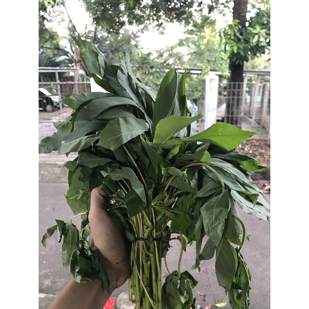 

(KIRIM INSTAN) DAUN SINGKONG