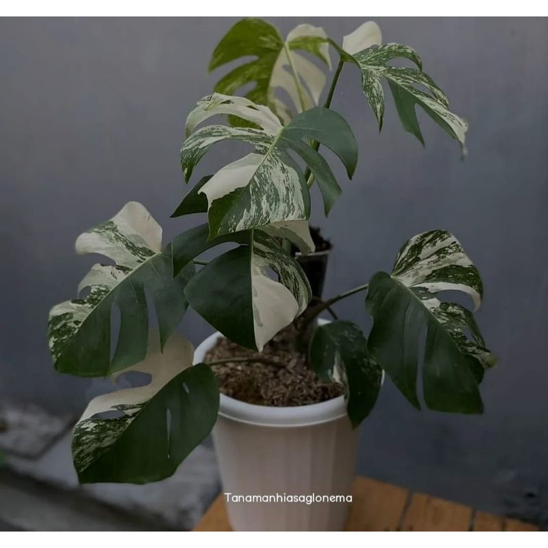 Monstera King Varigata Batang bonggol monstera deliciosa variegata murah