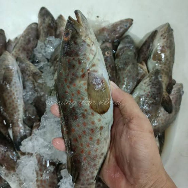 

Ikan Kerapu Segar