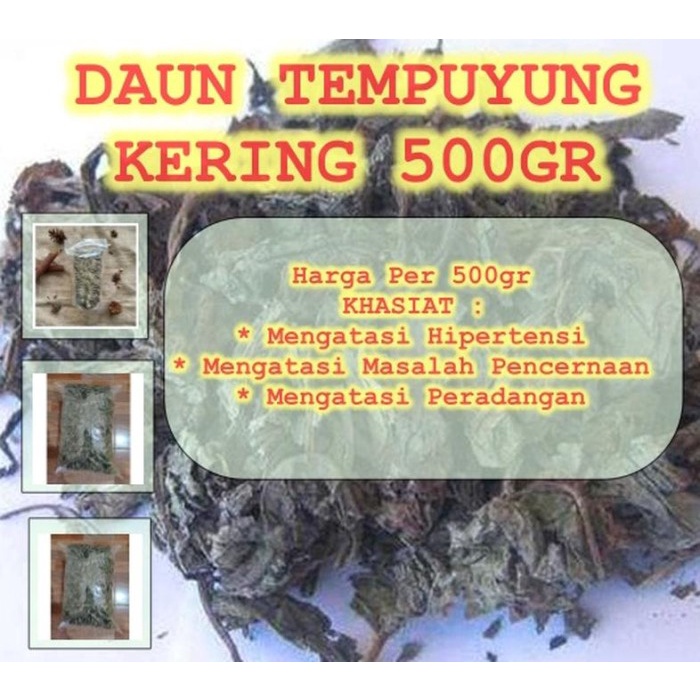 

Daun Tempuyung Kering Asli 250gr (1/4 kg ) Mengatasi Kencing Batu