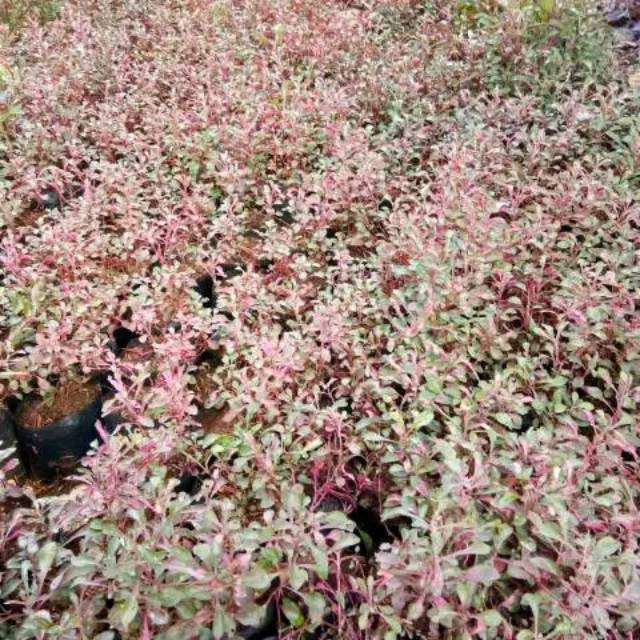 KROKOT MERAH DAUN KECIL - HIASAN TAMAN - KROKOT MERAH