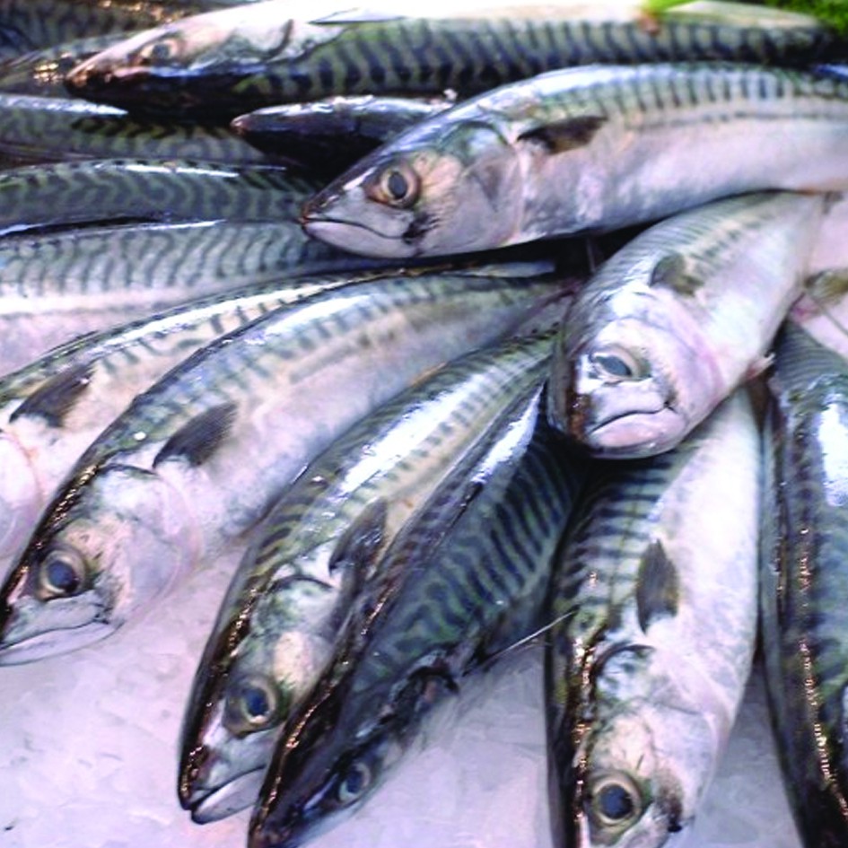 

Ikan Makarel Ikan Saba Norway Segar Frozen 1 Kg PREMIUM