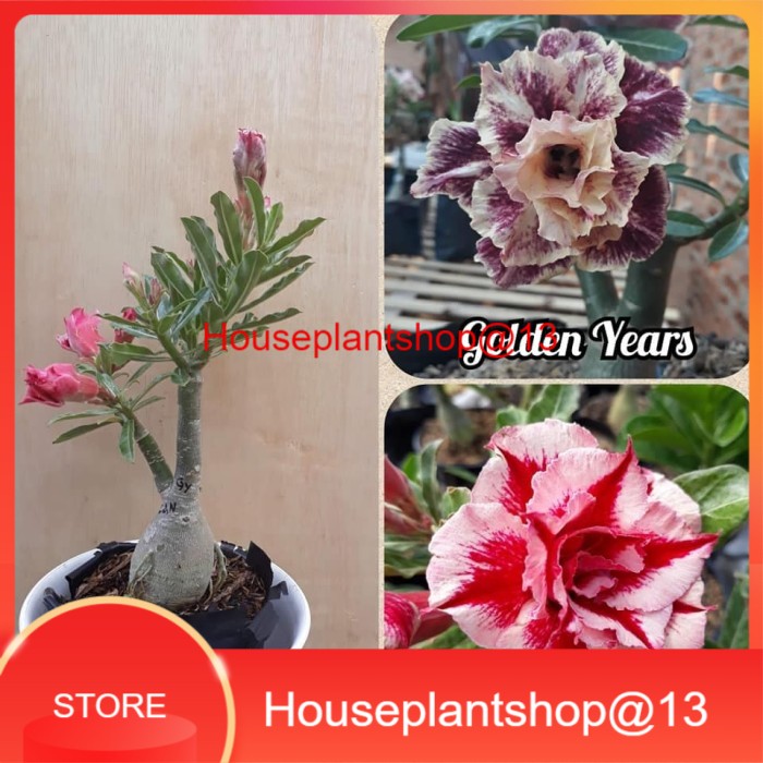 bibit kamboja adenium 1 pohon 2 warna -HPS@13