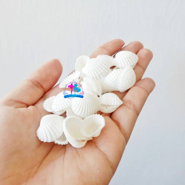 Kerang Hiasan | Hiasan Kerang | Kerang Kecil
