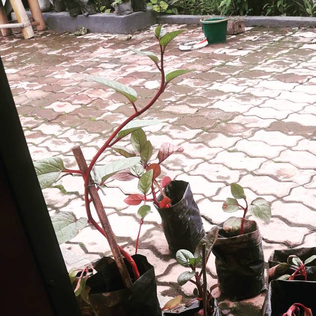 Bibit Binahong Merah /Gendola/ Bayam malabar