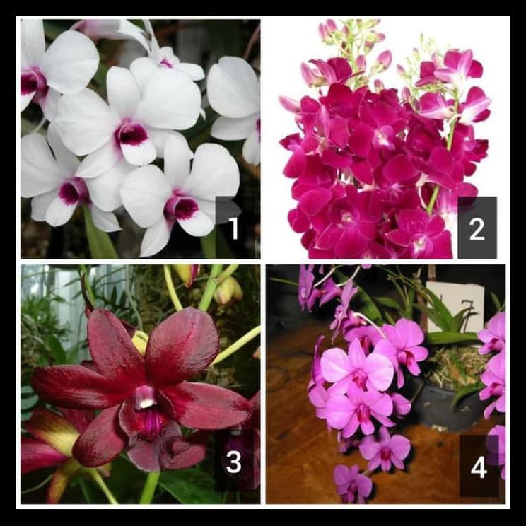 Promo Paket 4 Tanaman Hias Anggrek - Anggrek Dendrobium
