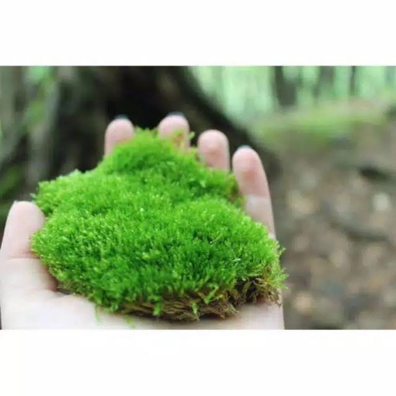 Ready lumut hidup forest moss / media tanam 100 gram