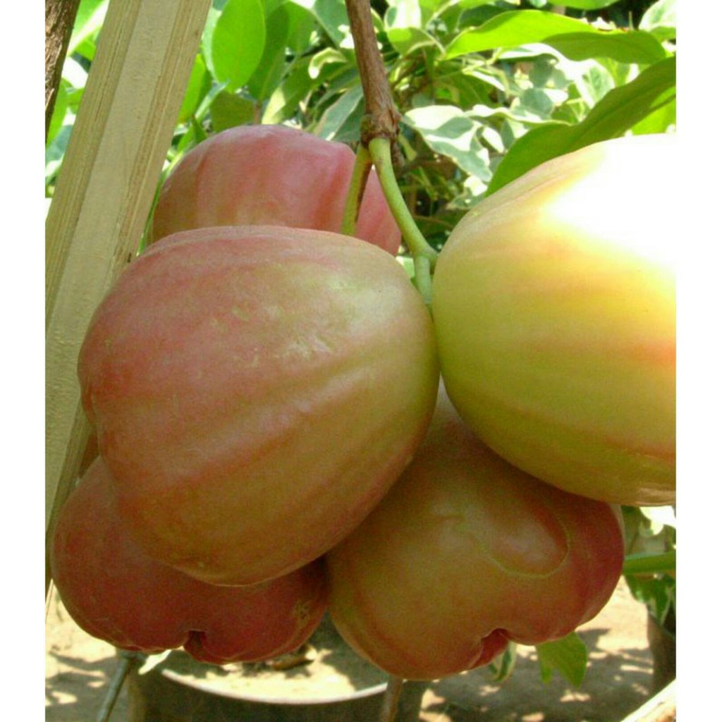 bibit jambu air King rose