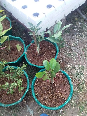 Bibit Tanaman Buah Jeruk Santang Madu Berbuah