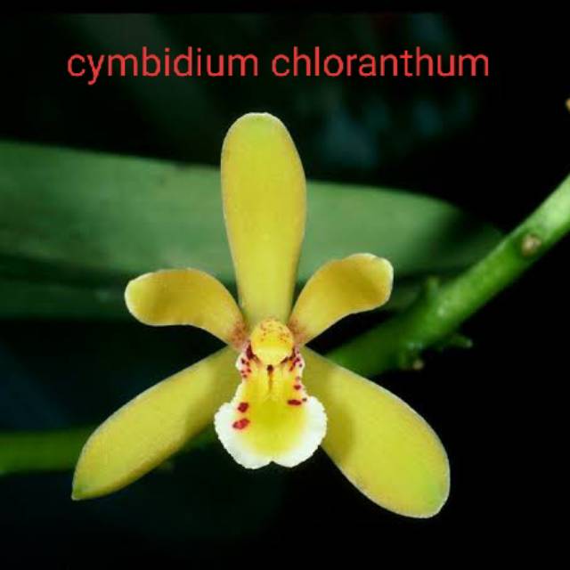 anggrek cymbidium chloranthum clorantum dewasa