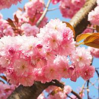 Benih Bibit Biji - Bunga Sakura (Japanese Cherry Blossoms) Flower Seeds - IMPORT JAPAN