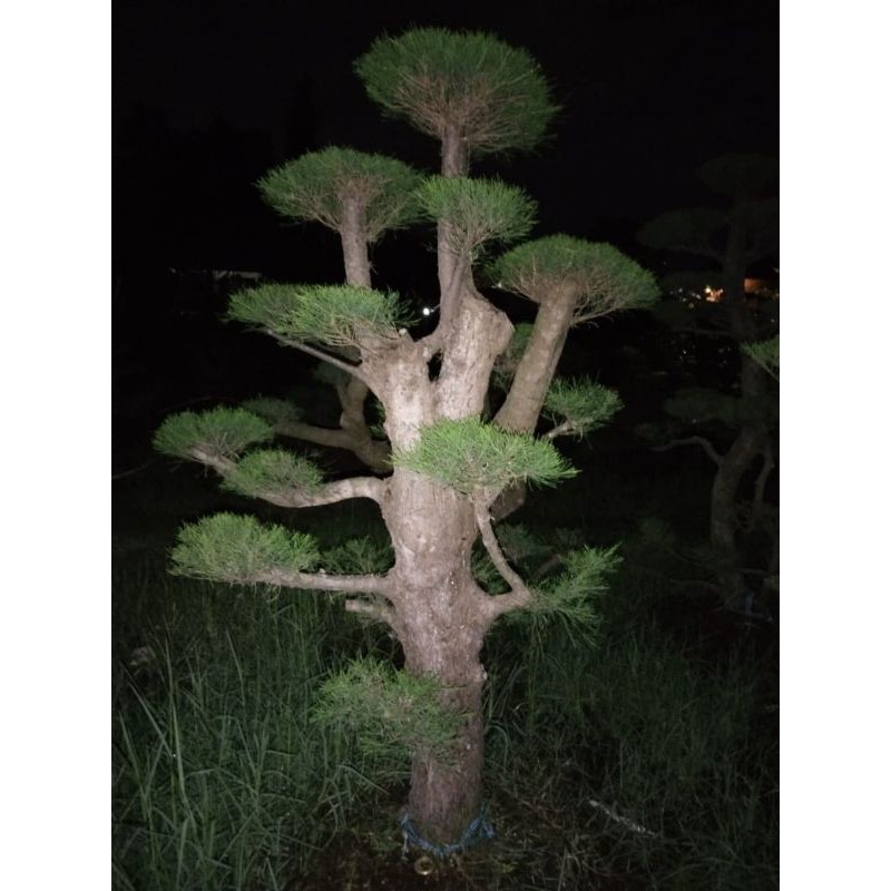 BONSAI CEMARA UDANG BESAR TINGGI 3 METER COD