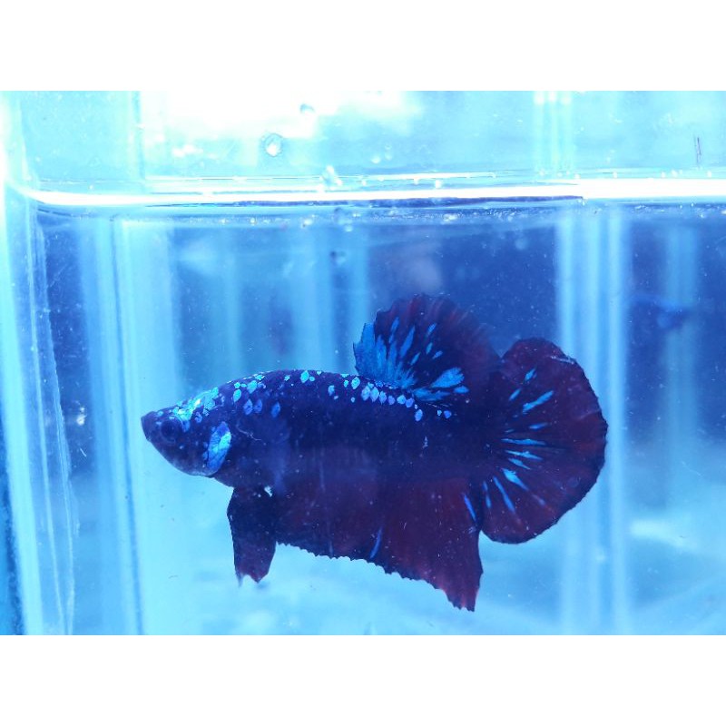 Ikan Cupang Betta Avatar Gordon Rintik Top Grade Real Pict