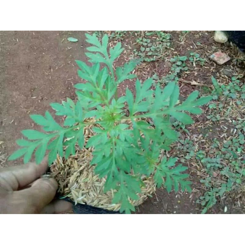 

[Fresh] BIBIT TANAMAN DAUN KENIKIR 4 BIBIT PERPAKET