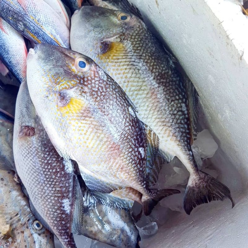 

Ikan Asap Togek/Ayam-ayam