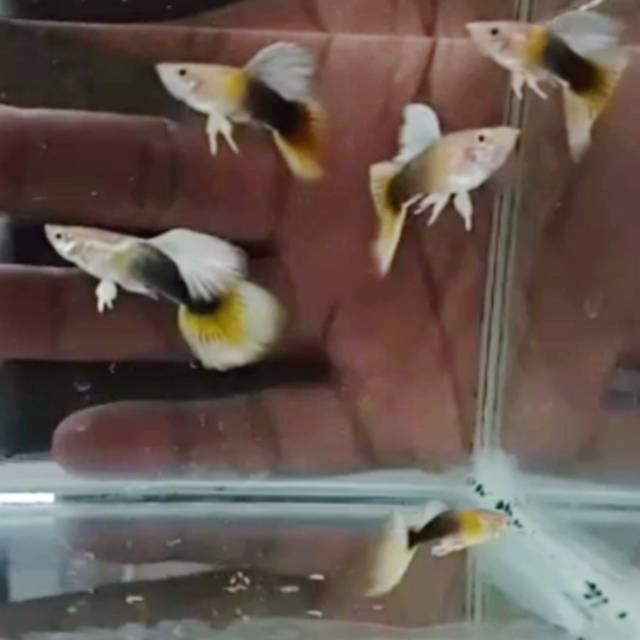 Ikan guppy hb yellow