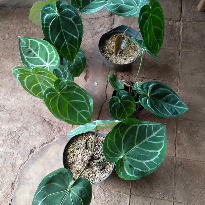 Tanaman Kuping Gajah Daun Besar/ Pohon Kuping Gajah