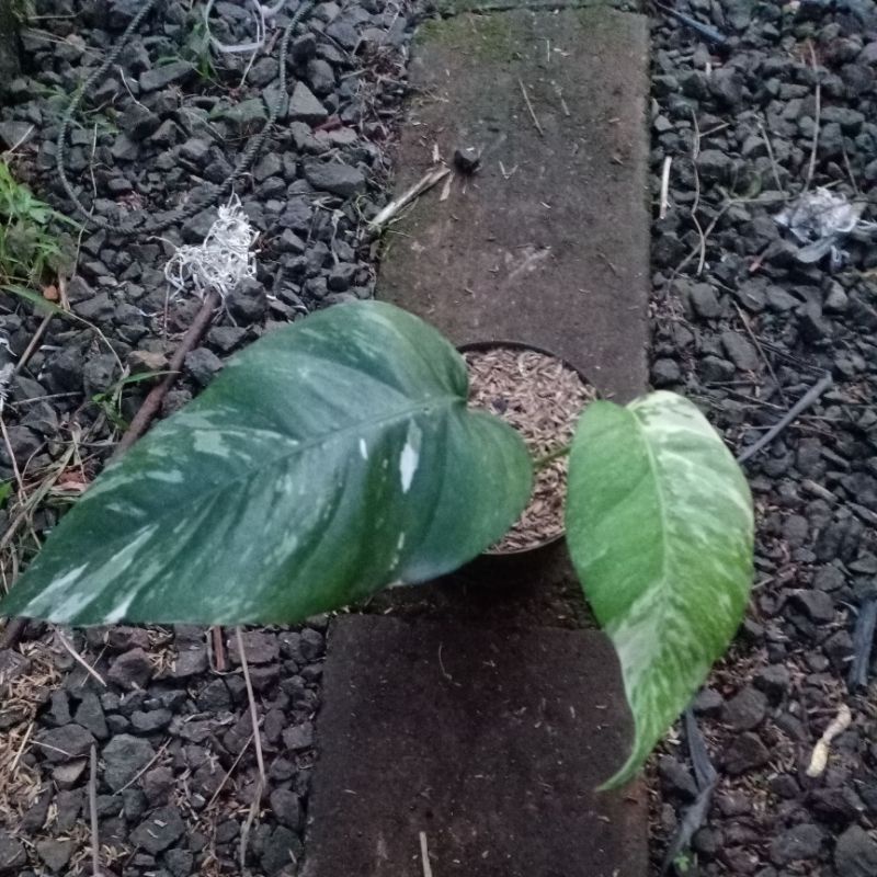 eviv varigata philo eviv varigata