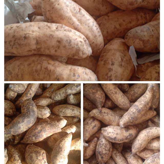 Ubi / Telo Madu Cilembu 500 gram