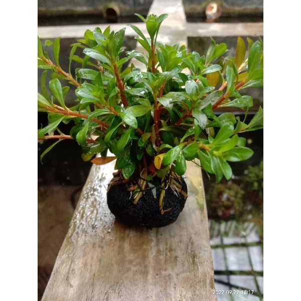 Ludwigia brevipes media wabikusa tanaman Aquascape