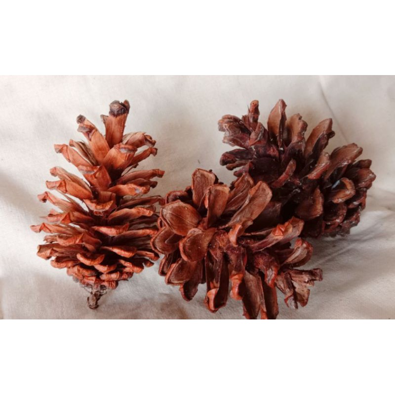 Grosir Bunga Biji Buah Pinus Kering Uk Sedang dan Besar 