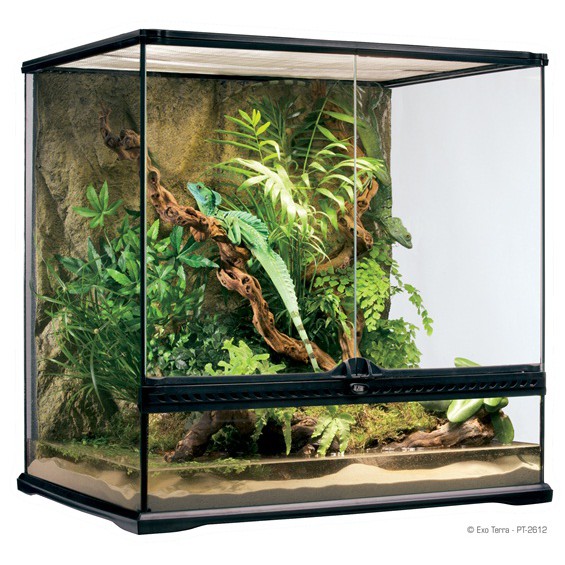 exo terra 36 x 18 x 36 glass terrarium