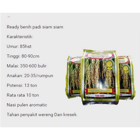 Benih Padi Siam-Siam Thailand Bibit Padi 1kg
