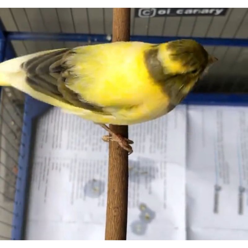 Kenari loper gacor cerah